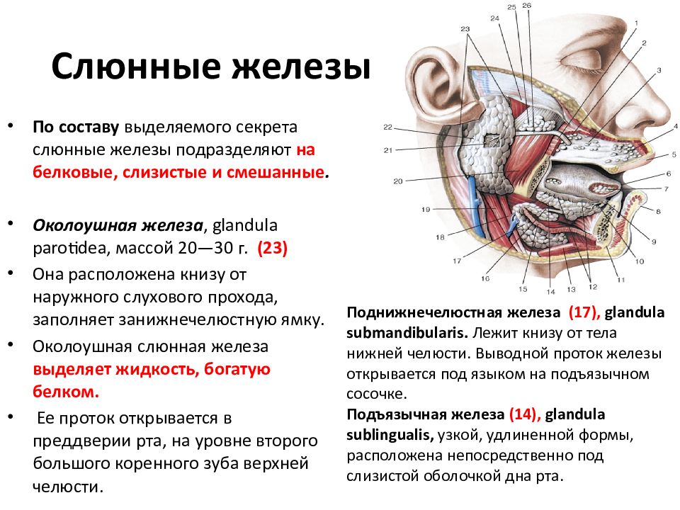 Проток слюнных желез