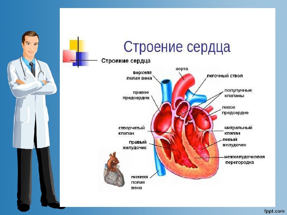 Анатомия сердца картинки с надписями