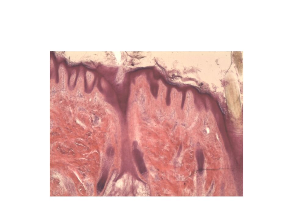 Кожа и ее производные