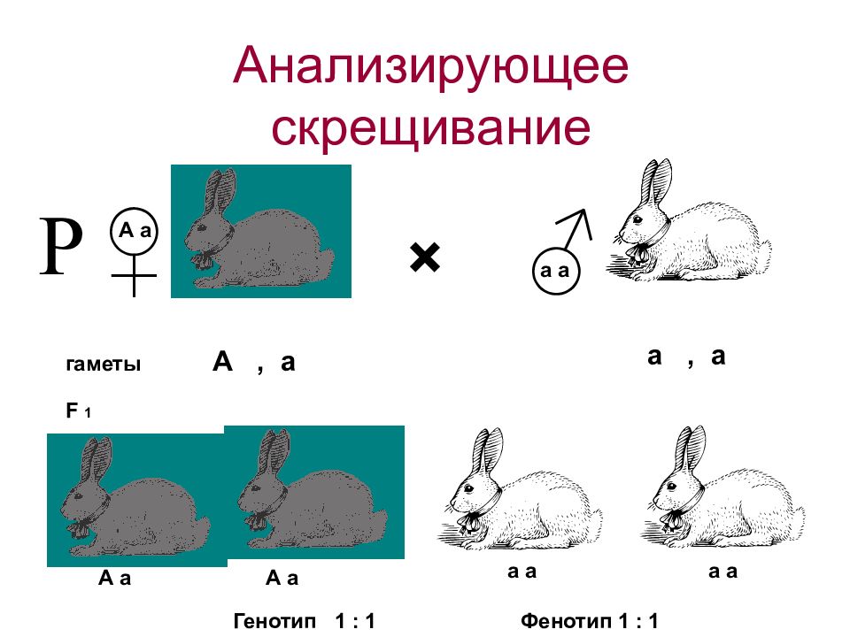 Анализирующее скрещивание фенотип. Анализирующее скрещивание. Анализирующее скрещивание пример. Анализирующее скрещивание рисунок. Анализирующее скрещивание генотип.