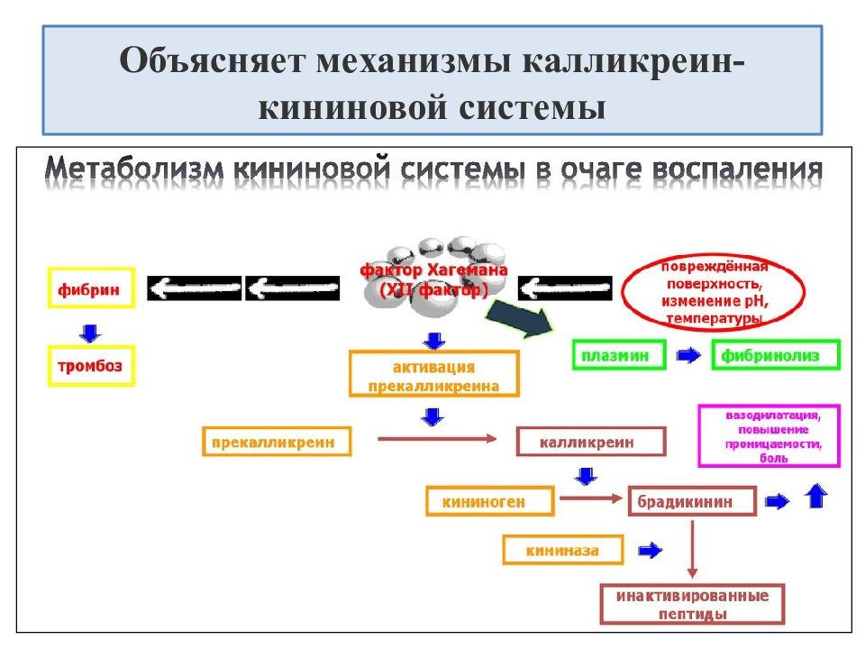 Объяснить система. Калликреин-кининовой системы. Калликреин кининовая система активация. Кинин калликреиновая система биохимия. Калликреин кининовая система механизм активации.