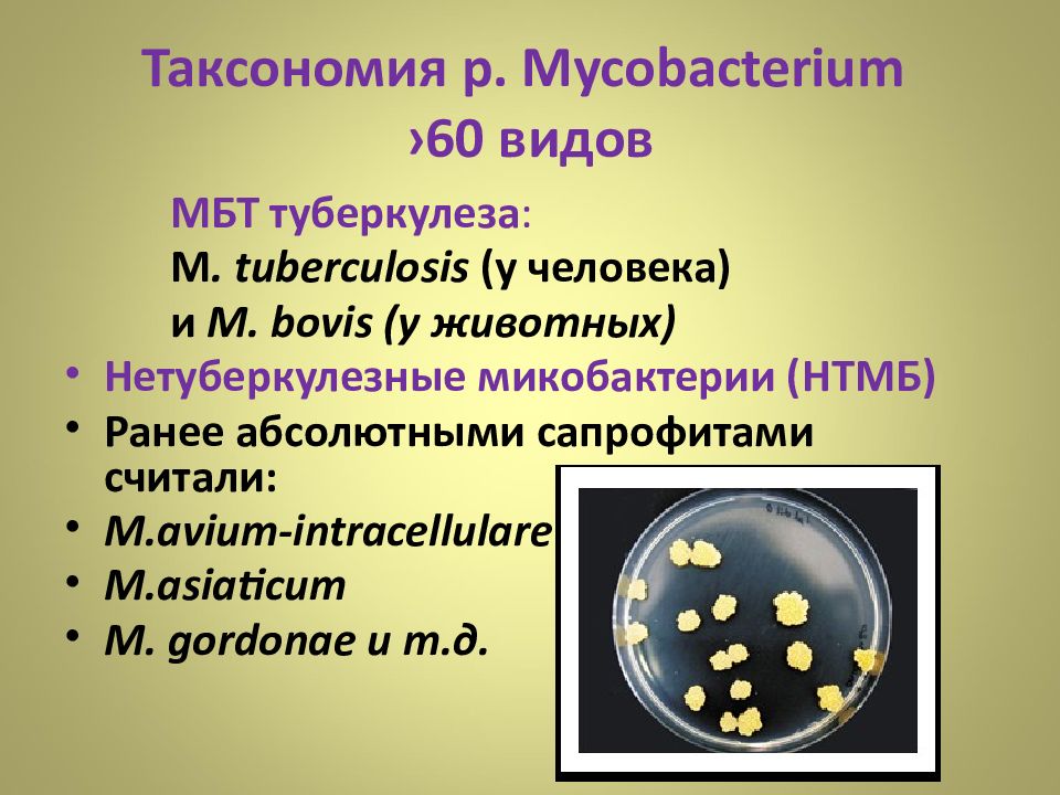 Форма микобактерий