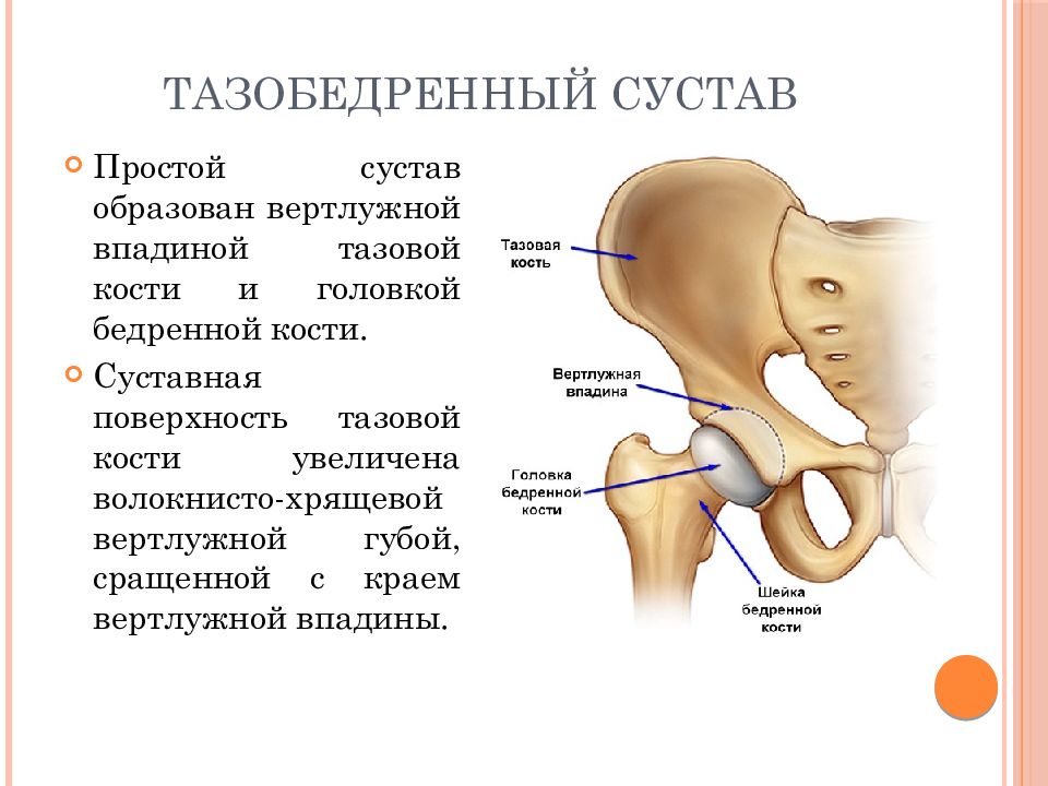 Топографическая анатомия нижней конечности презентация