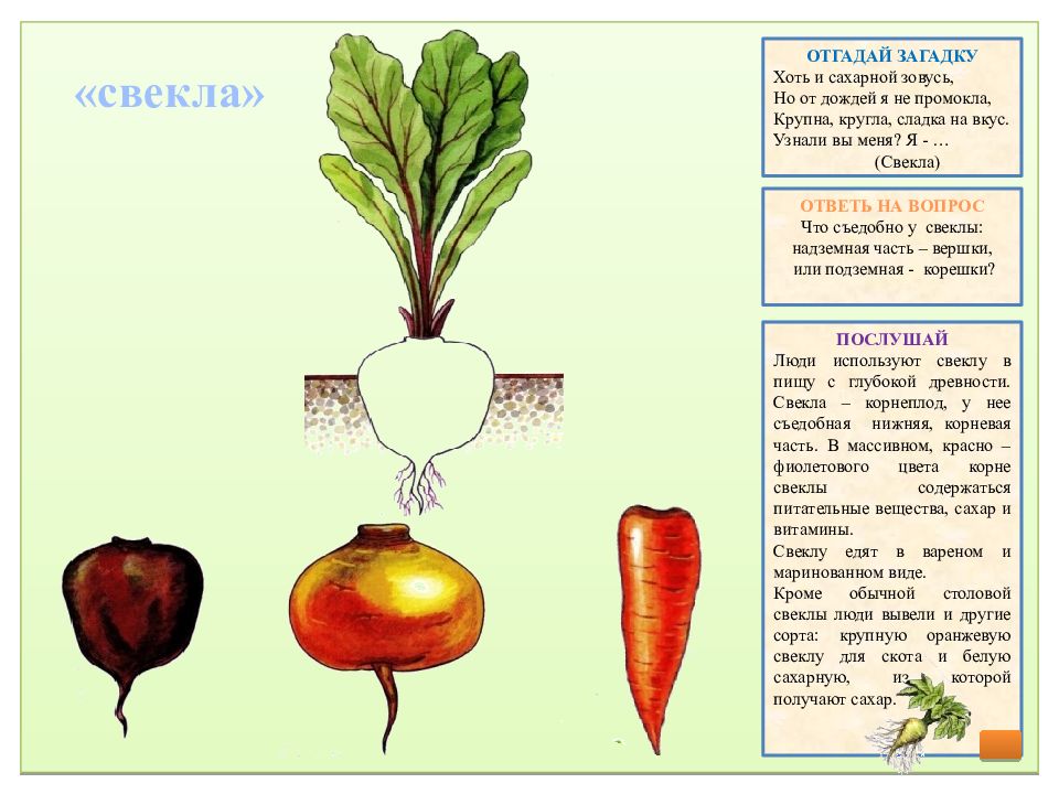 Игра вершки и корешки в картинках