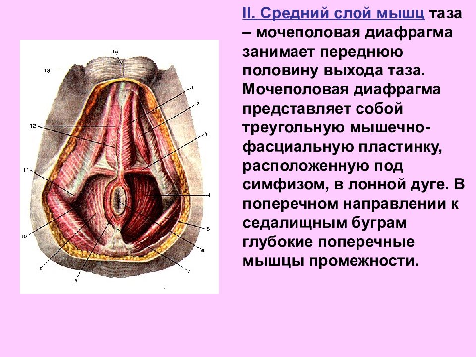 Презентация анатомия женских половых органов