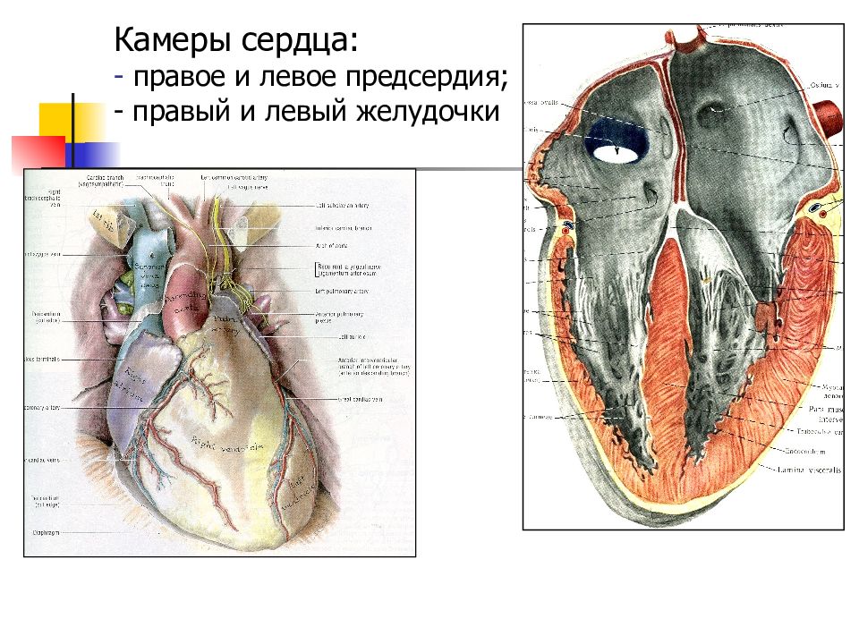 Правое и левое предсердие. Камеры сердца (правое и левое предсердия, правый и левый желудочки),. Камеры сердца правое предсердие. Камеры сердца правое предсердие левое предсердие. Левое предсердие анатомия.