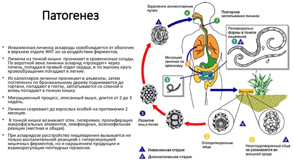 Как заражаются аскаридозом гигтест