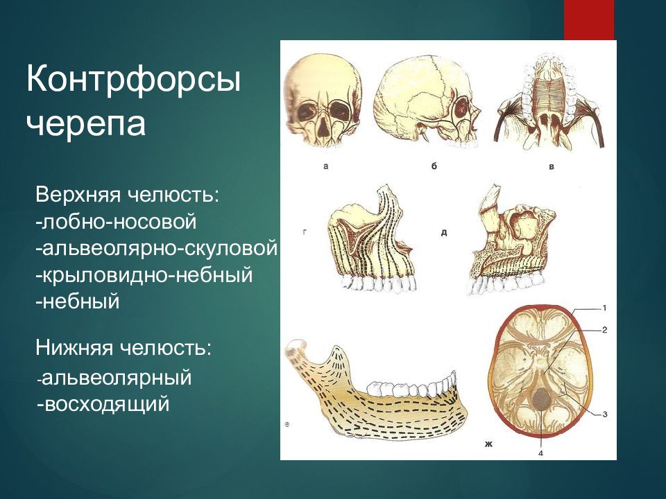 Развитие черепа в онтогенезе. Контрфорсы черепа. Лобно носовой КОНТРФОРС. Св череп развития челюсти.