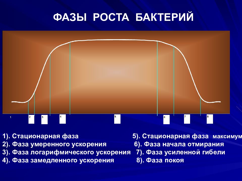 Рост микроорганизмов. Фазы роста бактерий 6 фаз. Экспоненциальная фаза роста микроорганизмов. Кривая роста популяции бактерий. Стационарная фаза роста микроорганизмов.