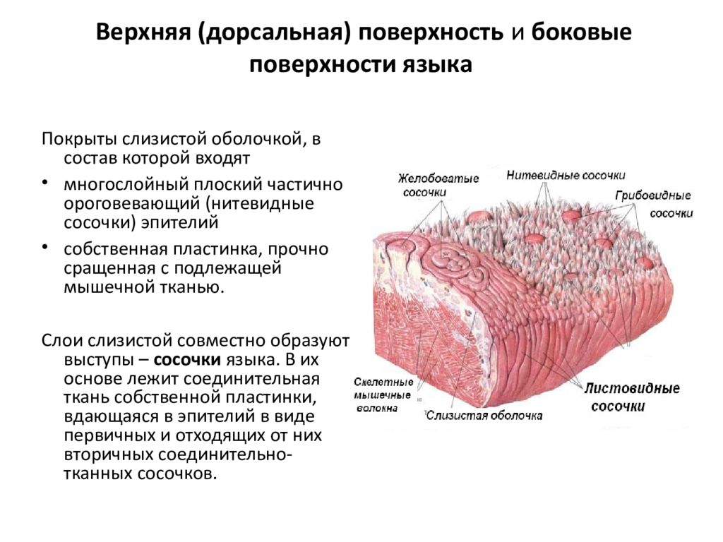 Слизистая оболочка полости рта рисунок