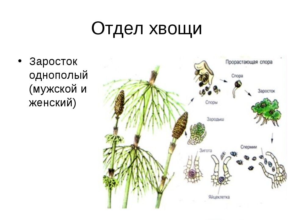 Отдел хвощевидные презентация