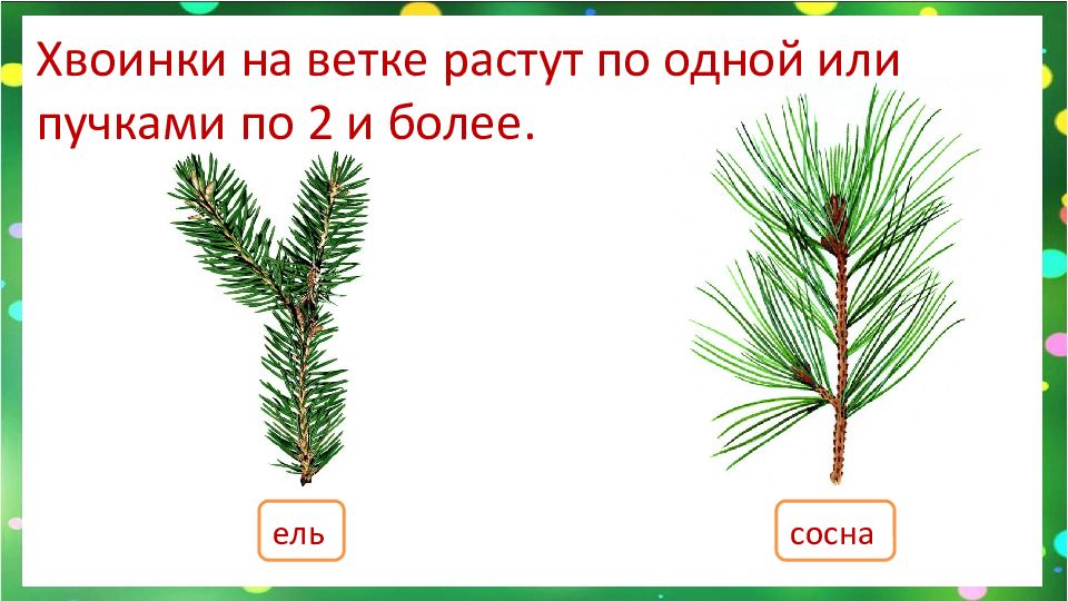 Сосновая ветка составить предложение. Расположение на побеге хвои сосны и хвои ели. Ель расположение веток. Расположение веток у сосны. Расположение хвоинок на ветке ели.