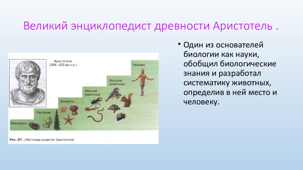 Развитие биологии презентация. Аристотель вклад в биологию 5 класс. Аристотель вклад в биологию 9 класс. Аристотель открытия в биологии. Аристотель вклад в науку биологию.