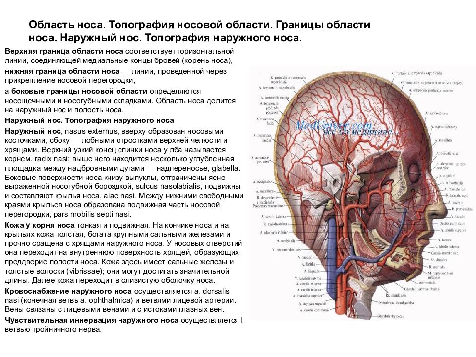 Лицевой отдел головы топографическая анатомия. Мозговой отдел головы топографическая анатомия. Границы мозгового отдела головы топографическая анатомия. Границы лицевого отдела головы топографическая анатомия.