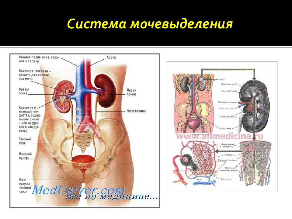 Краткая схема органов мочевыделения