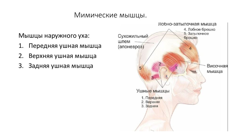 Мышцы уха. Апоневроз черепа. Лобное брюшко затылочно-лобной мышцы.