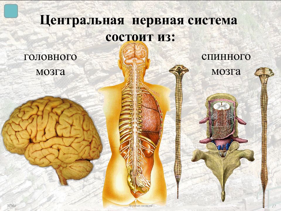Органы входящие в центральную нервную систему. Центральная нервная система головной и спинной мозг. Нервная система головной мозг строение нервной системы. Центральная нервная система состоит из. Функции ЦНС человека.