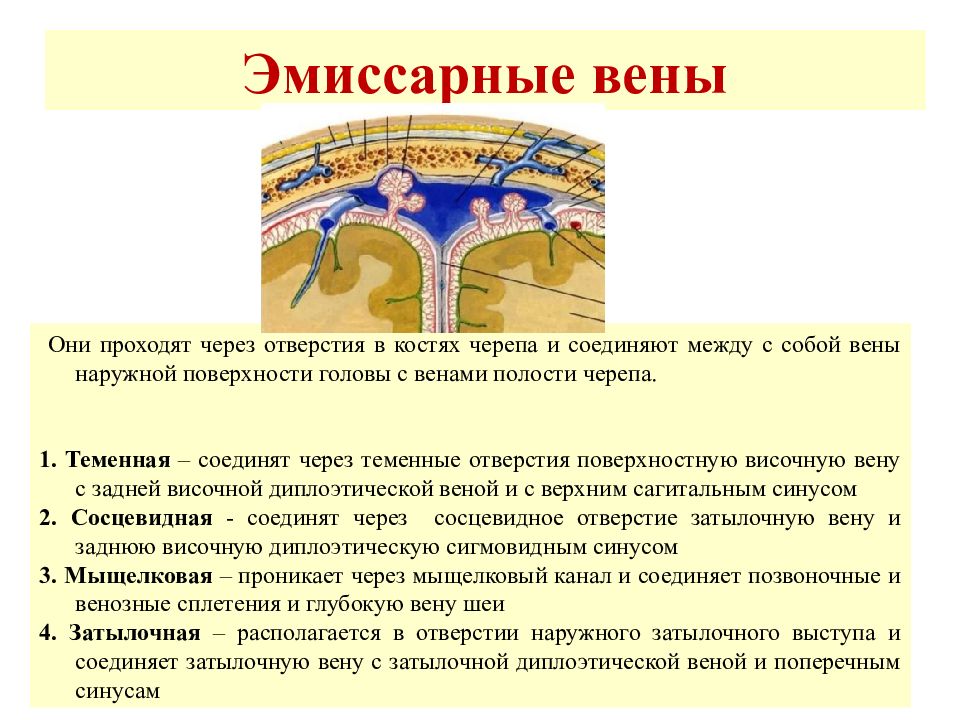 Выйди основной. Эмиссарные вены функции. Эмиссарные вены головного мозга. Оболочки головного мозга эмиссарная Вена. Эмиссарные вены соединяют.