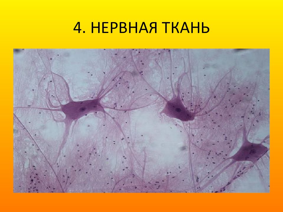 Нервная ткань гистология презентация