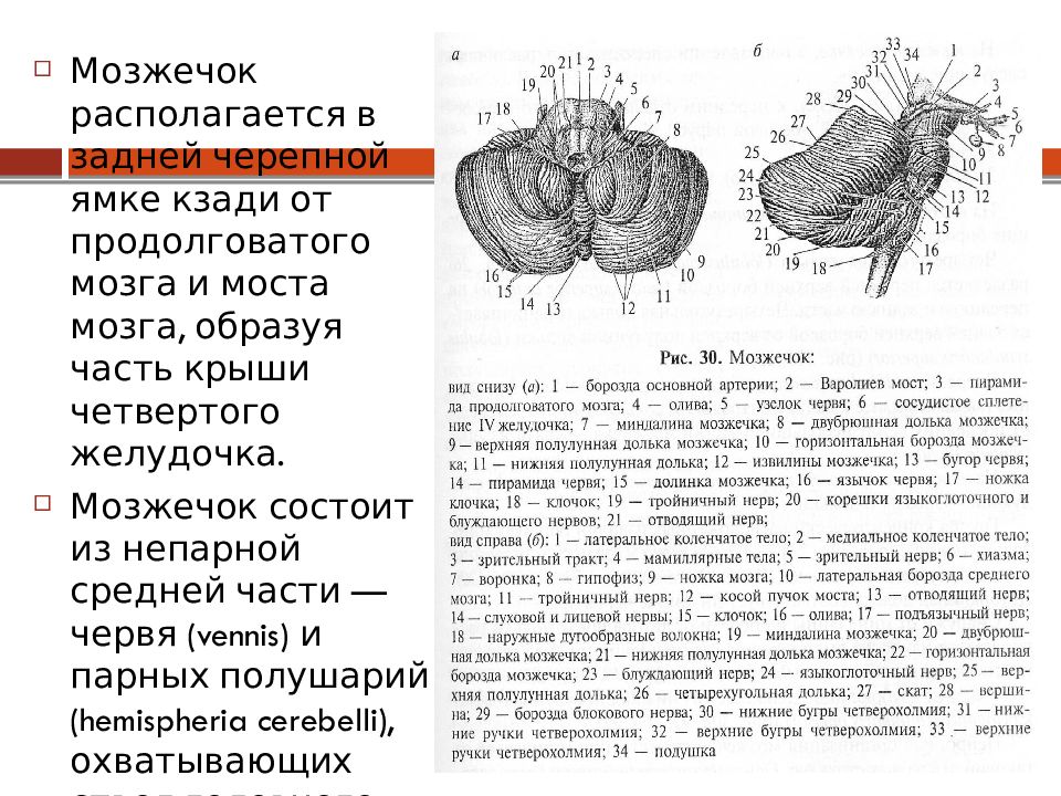 Средние ножки мозжечка. Мозжечок анатомия борозды. Мозжечок (горизонтальный разрез со вскрытыми ядрами). Слои мозжечка схема.