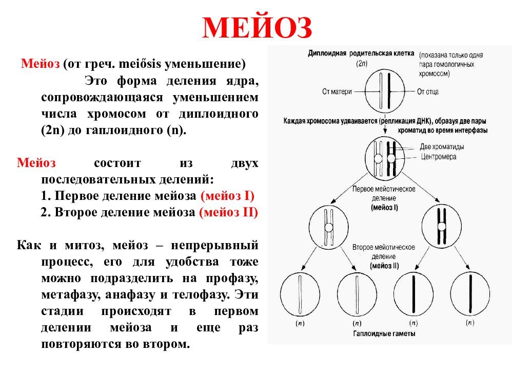 9 класс презентация мейоз