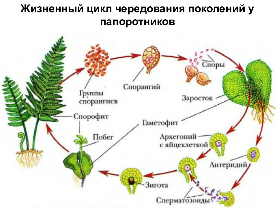 Гаметофит папоротника картинка