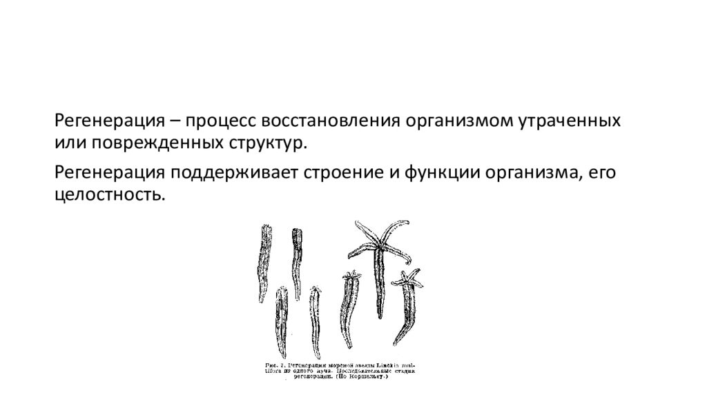 Процесс восстановления утраченных. Регенерация организма человека. Строение регенерации. Регенерация структур организма человека.