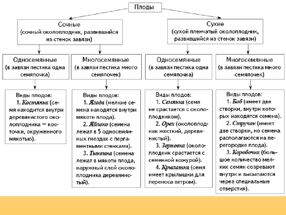 Классификация плодов схема 6 класс по биологии