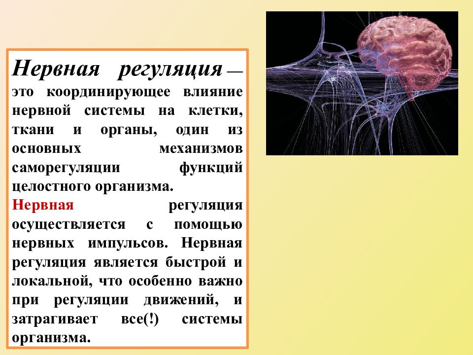 Нервная регуляция и гуморальная регуляция схема