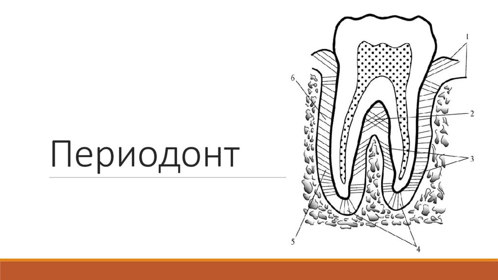 Периодонт