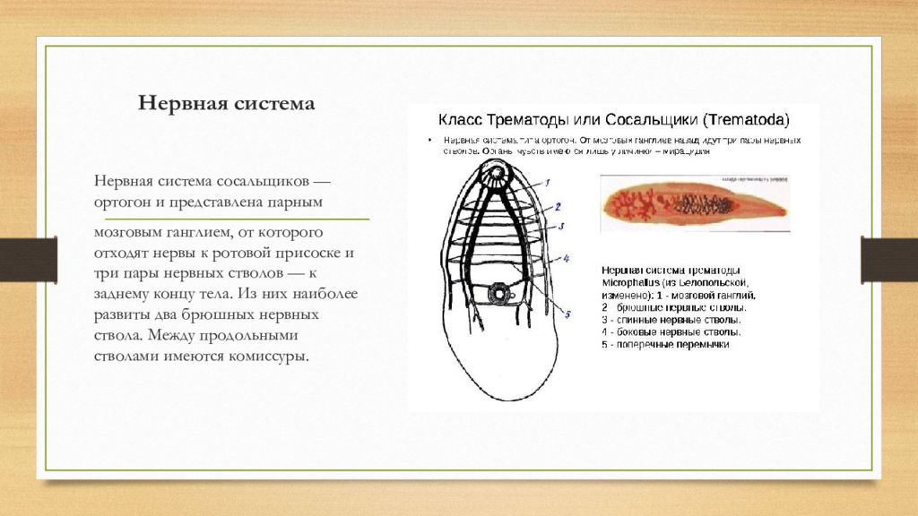 Органы чувств у червей. Нервная система сосальщиков червей. Нервная система печеночного сосальщика. Тип нервная система сосальщиков червей. Нервная система сосальщиков плоских червей.