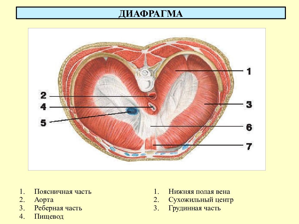 Дыхательная мышца диафрагма на рисунке