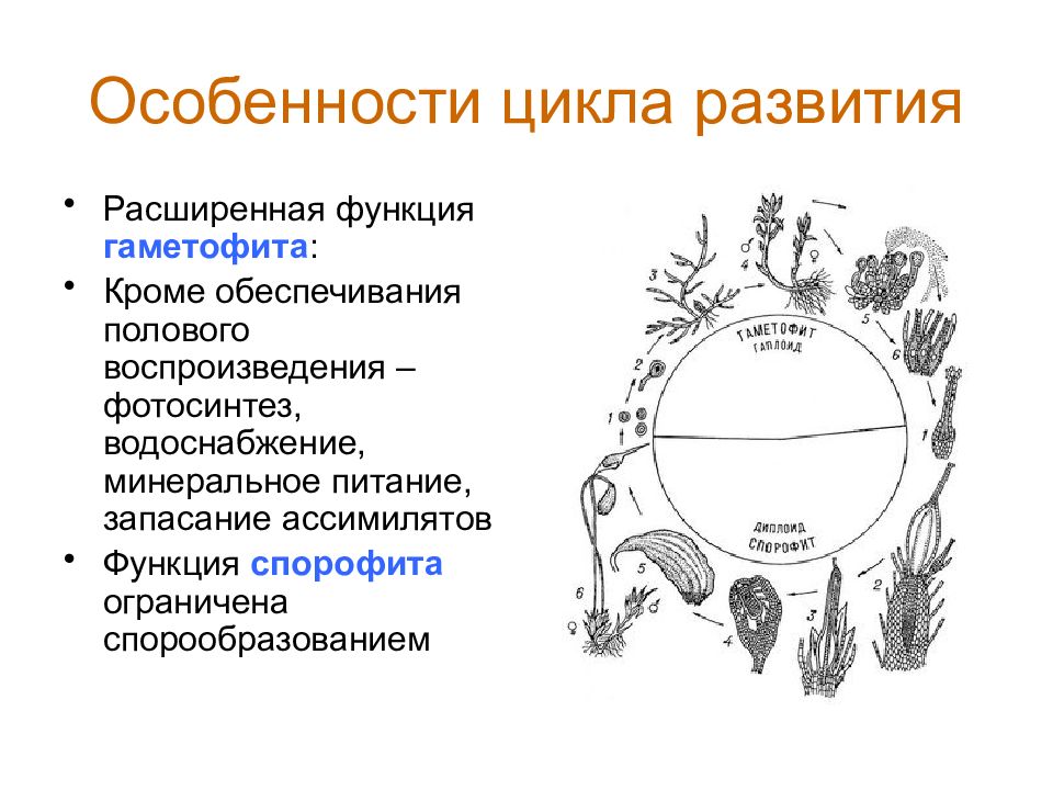 Гаметофит цикл развития. Цикл развития печеночных мхов. Особенности цикла развития мохообразных. Особенность цикла для. Своеобразие цикла воспроизведения мохообразных.