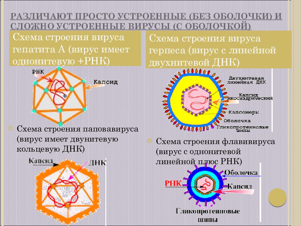 Вирусы имеют днк. Строение простых и сложных вирусов. Вирусы простые и сложные схема. Структура вирусов просто и сложно устроенные вирусы. Сложные вируча строение.