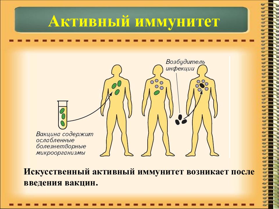 Иммунитет егэ презентация