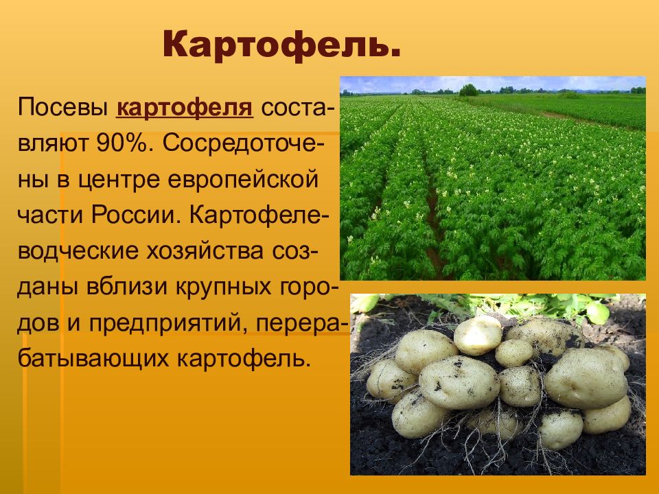 Проект о картофеле