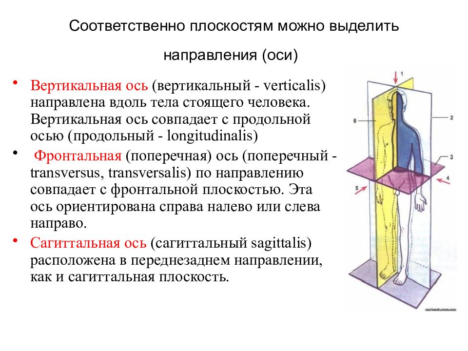 Выделенное направление