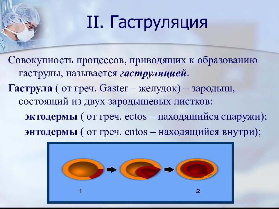 Онтогенез презентация пименов