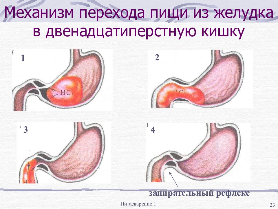 Содержимое желудка. Механизм эвакуации химуса из желудка в 12-перстную кишку. Механизм эвакуации химуса из желудка в двенадцатиперстную кишку. Механизм перехода пищи из желудка в 12-перстную. Механизм перехода содержимого желудка в 12-перстную кишку.