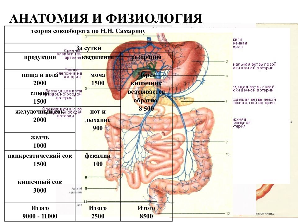 Анатомия и физиология кишечника презентация