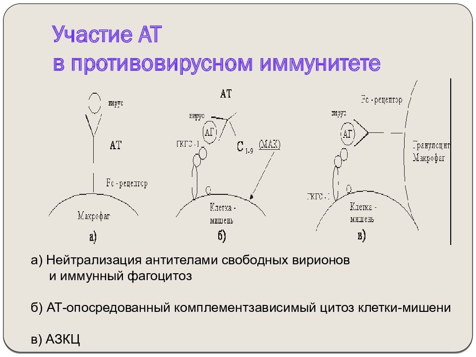 Нейтрализующие антитела. Нейтрализация антител. Нейтрализация АТ. АЗКЦ схема противовирусная.