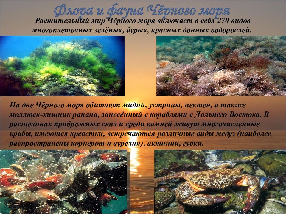 Животные и растения черного моря презентация