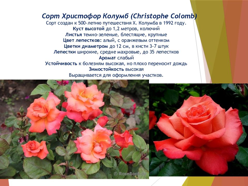 Роза лючия грандифлора фото и описание