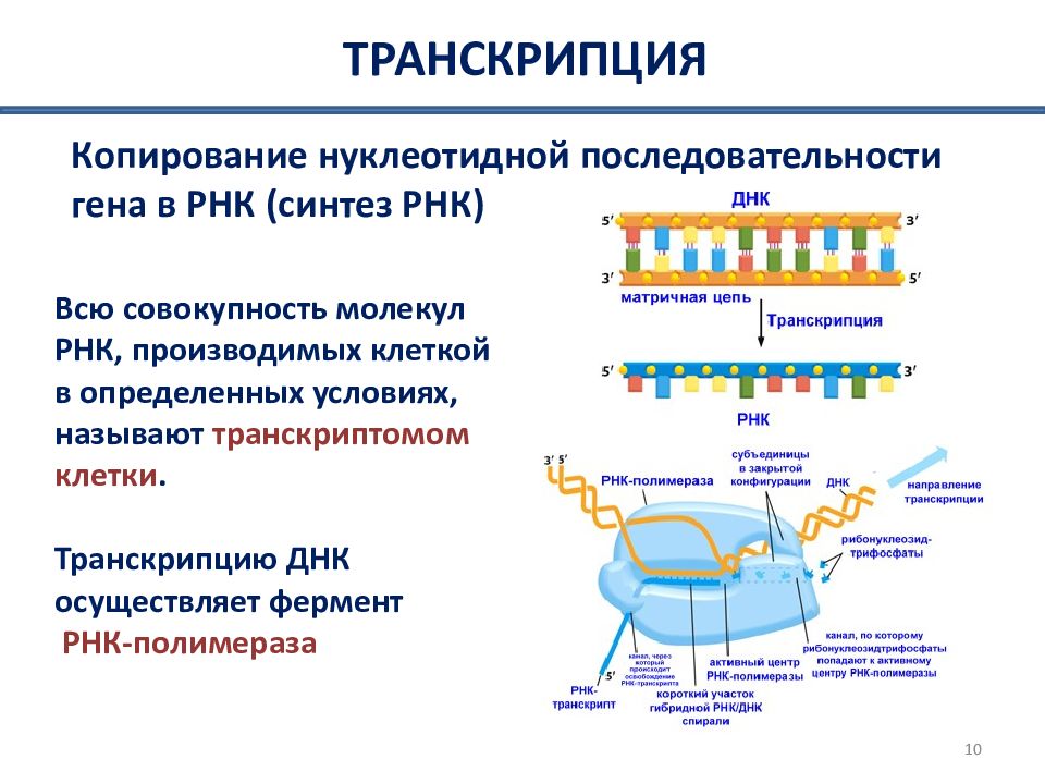 Биосинтез днк репликация схема ферменты