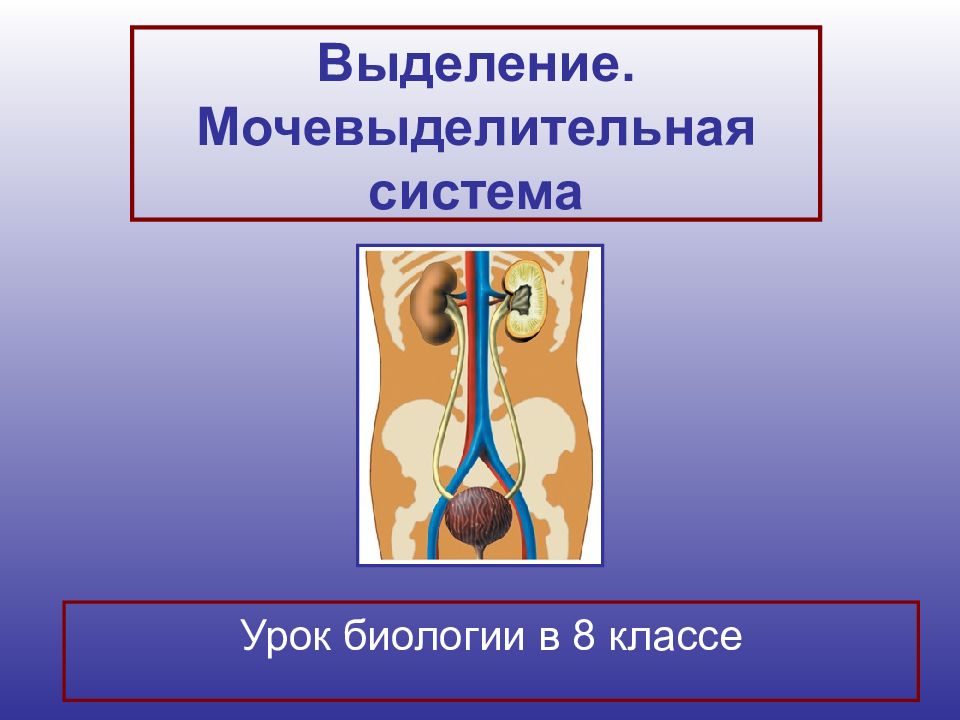 Строение и функции мочевыделительной системы 8 класс презентация