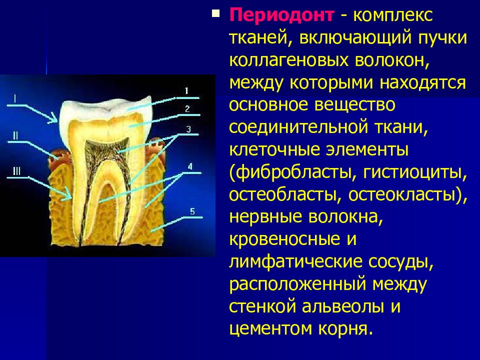 Анатомо физиологическое строение зуба. Анатомия периодонта зуба. Строение периодонта зуба. Периодонт строение и функции гистология. Волокна периодонт зуба волокна.