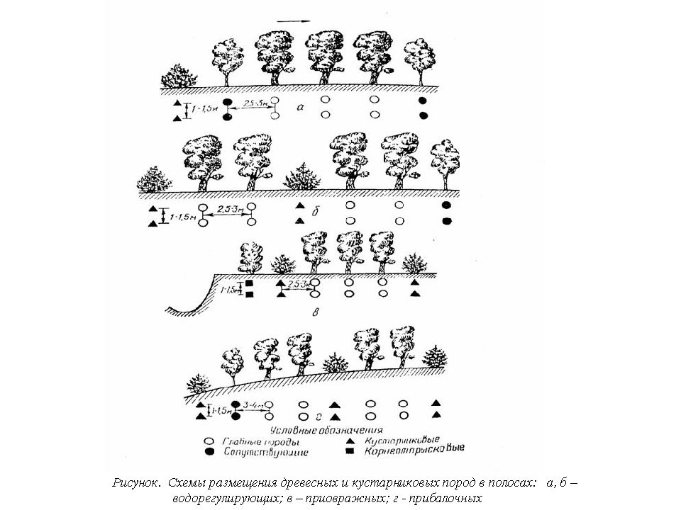 Схемы смешения лесных культур