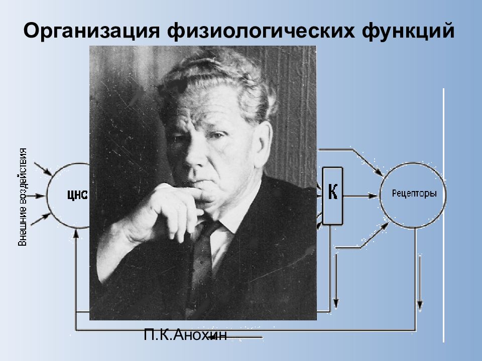 Автор теории функциональных систем. П.К. Анохин физиология. Анохин Петр Кузьмич функциональная система. П К Анохин теория. Петр Анохин теория функциональных систем.