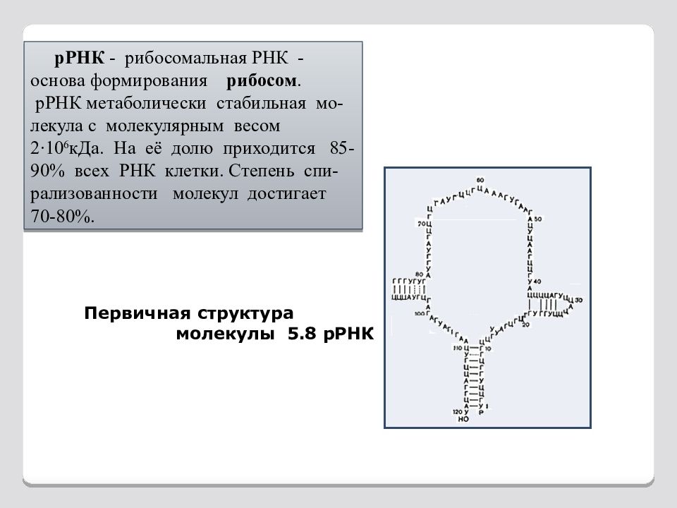 Размеры рнк. Первичная структура РРНК. Ррнкпервчиная структура РРНК. Структура РРНК. Рибосомальная РНК.