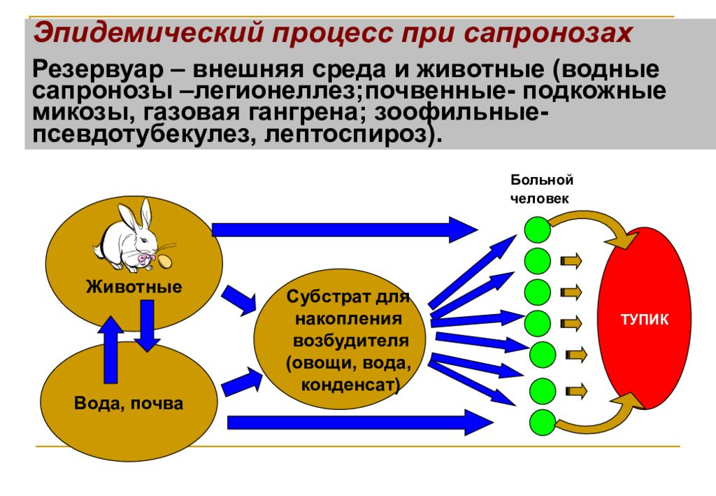 Эпидемический процесс и меры воздействия схема